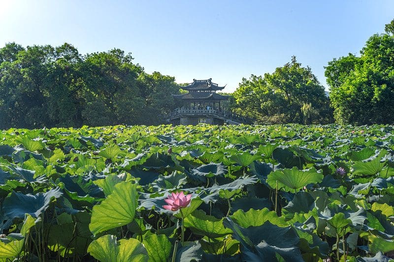 曲院风荷