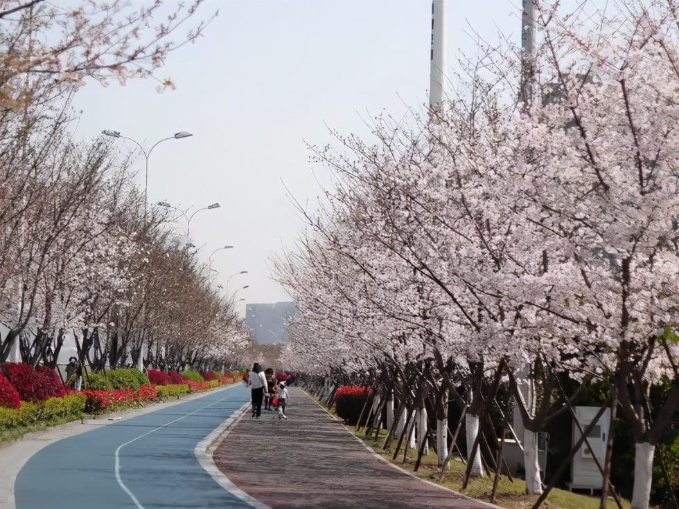 闻涛路最美跑道（樱花跑道）