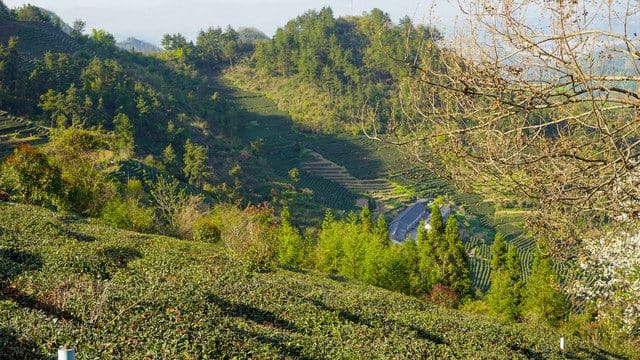 三园茶业（王位山茶庄园）